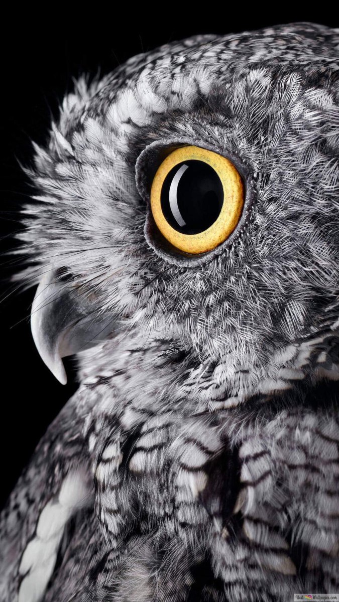 Черный Филин