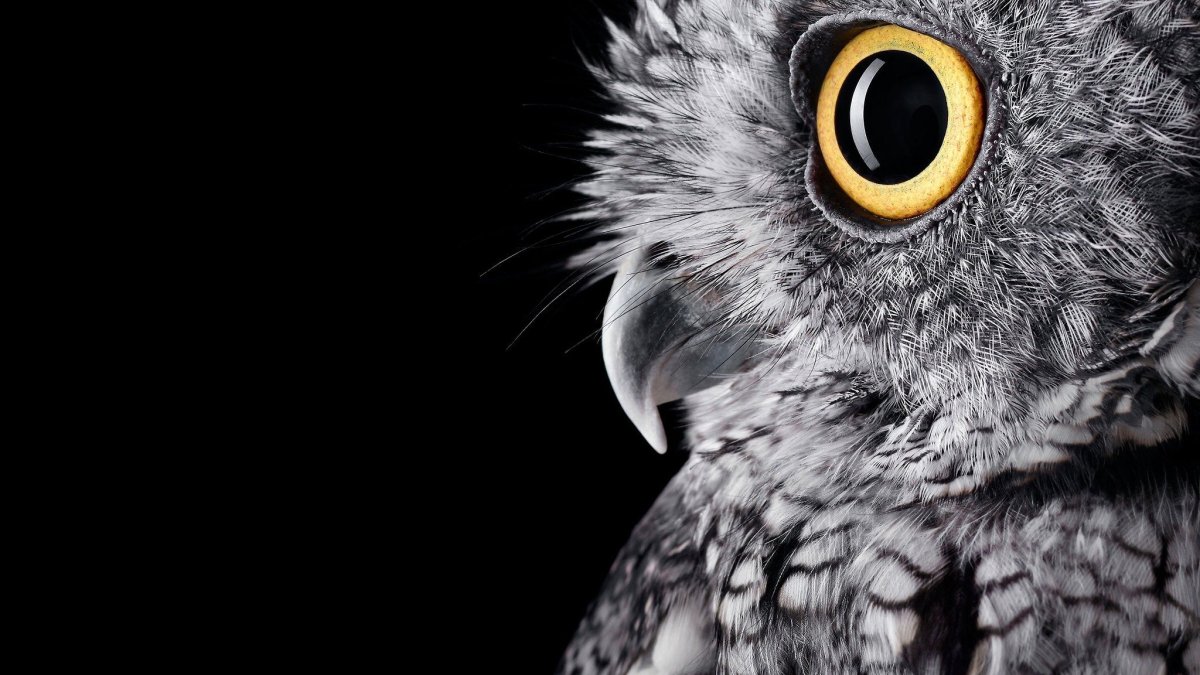 Сова на черном фоне