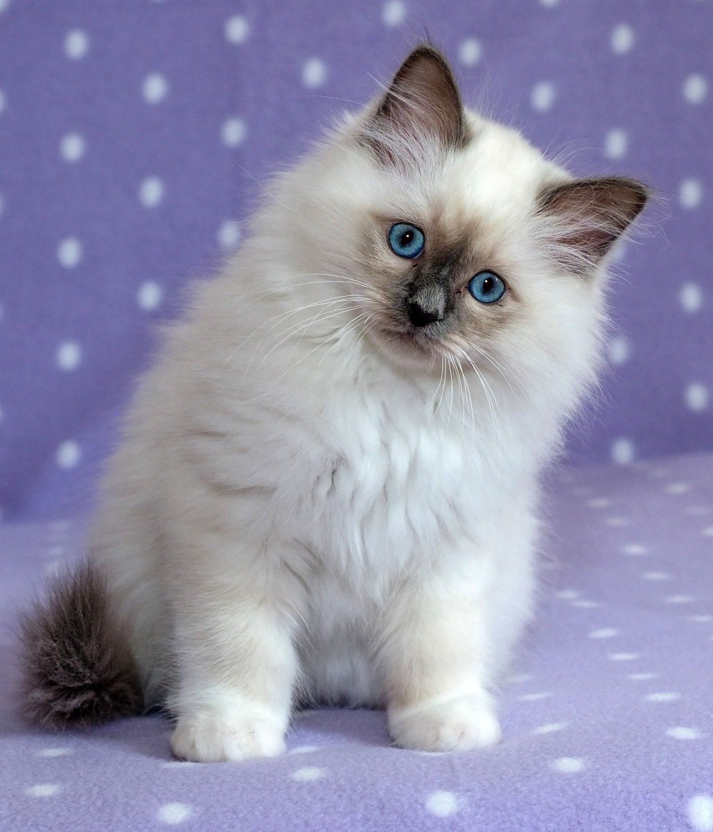 Длинношерстный Рэгдолл