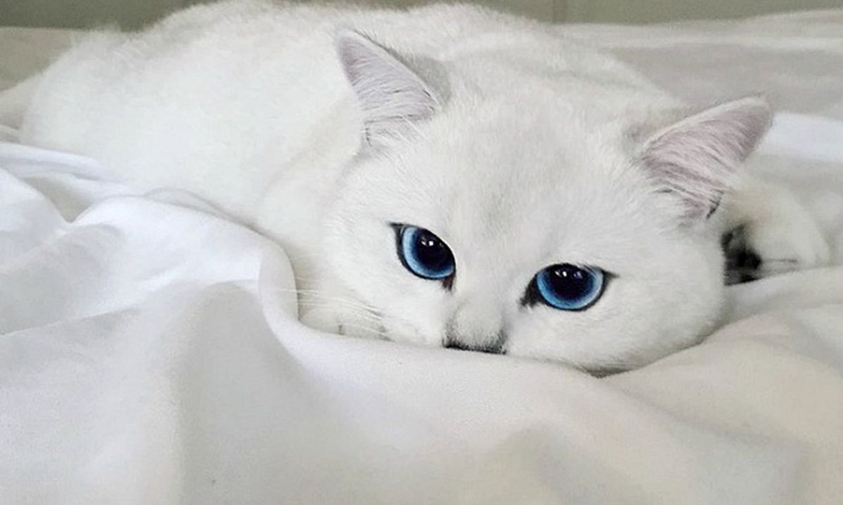 Британская шиншилла Коби кошка