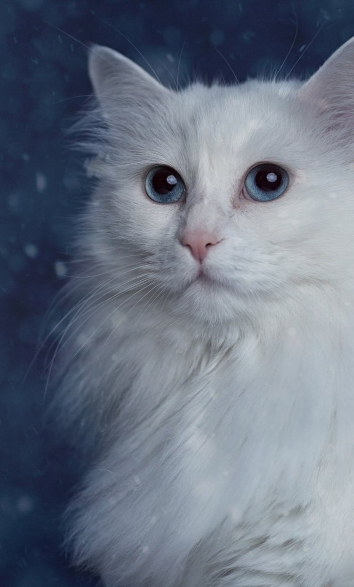 Белая пушистая кошка с голубыми глазами порода