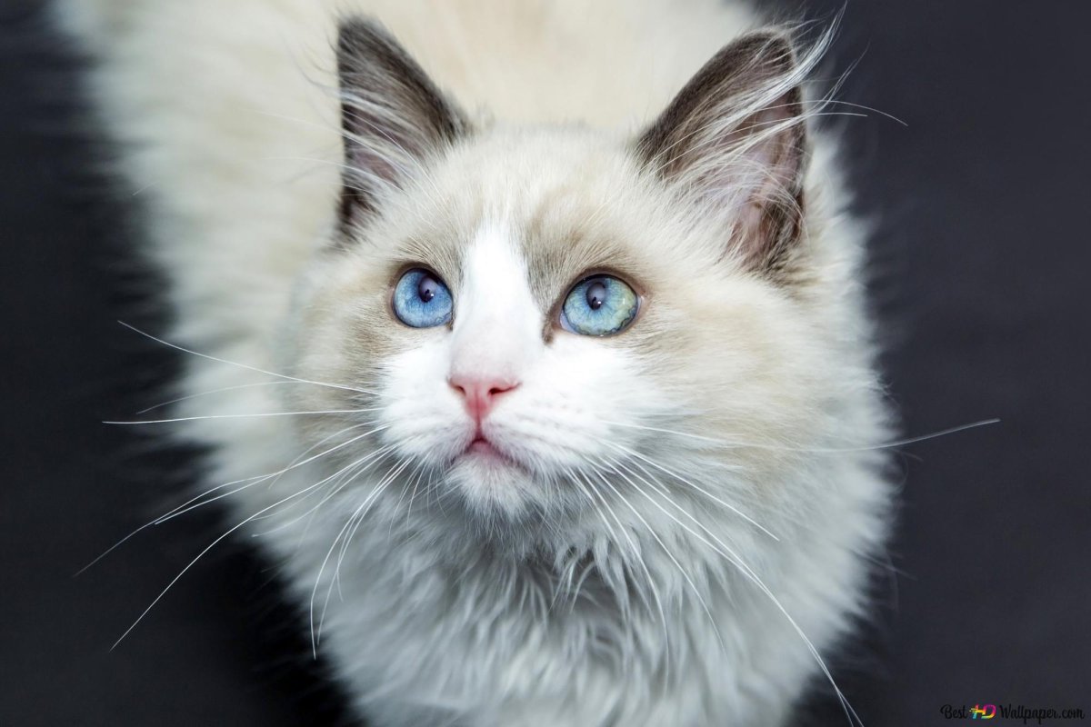 Длинношерстный Рэгдолл