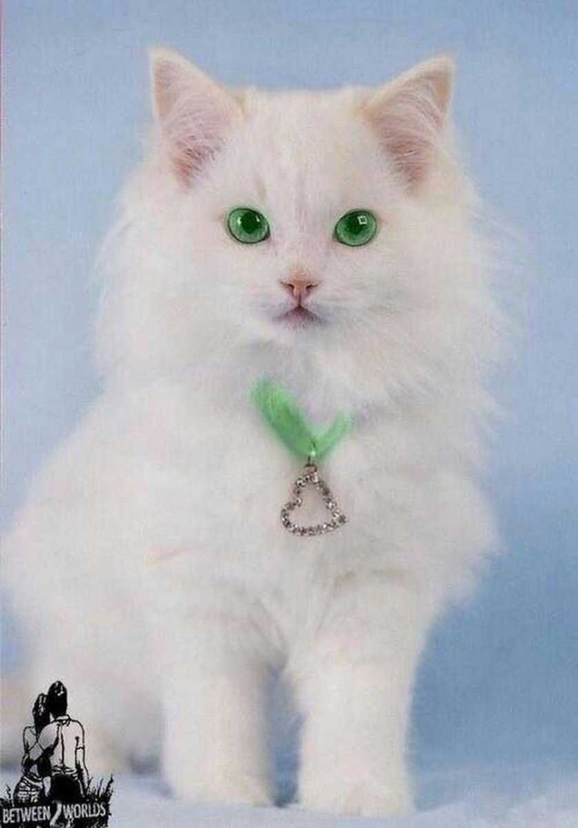 Сибирский кот белый