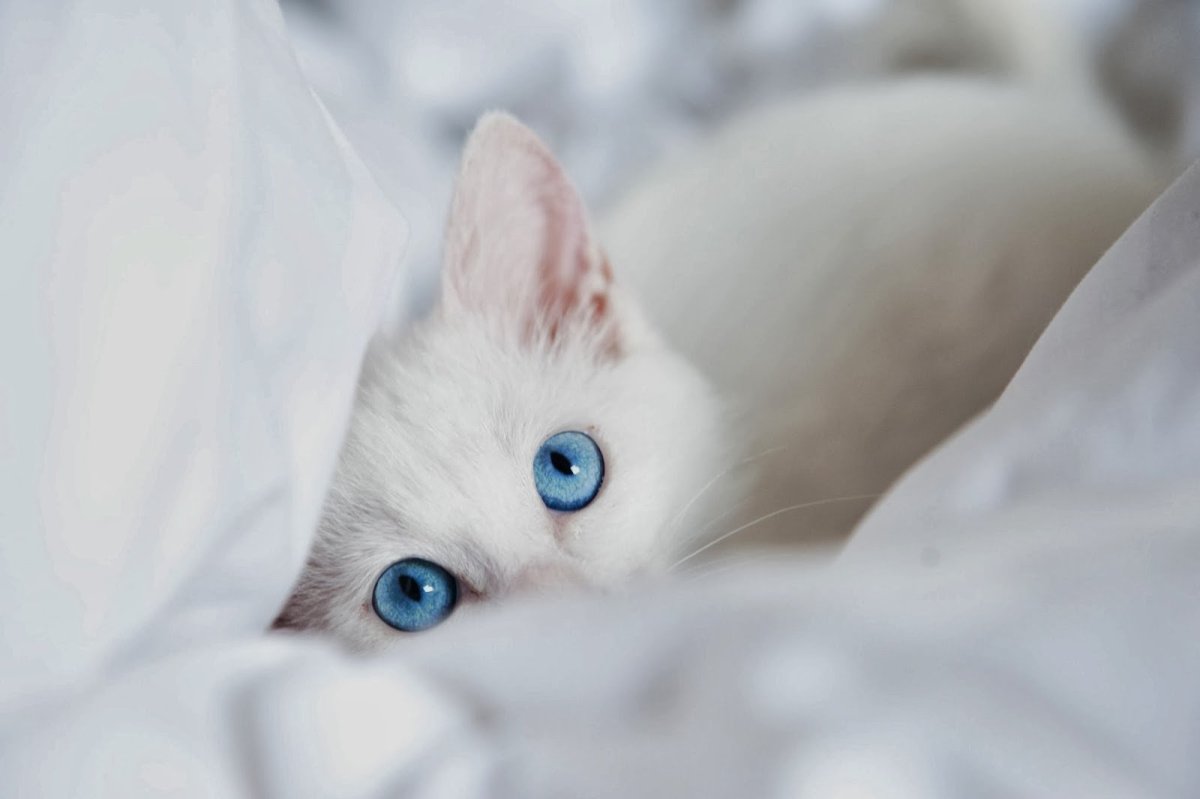 Няшные котики белые с голубыми глазами