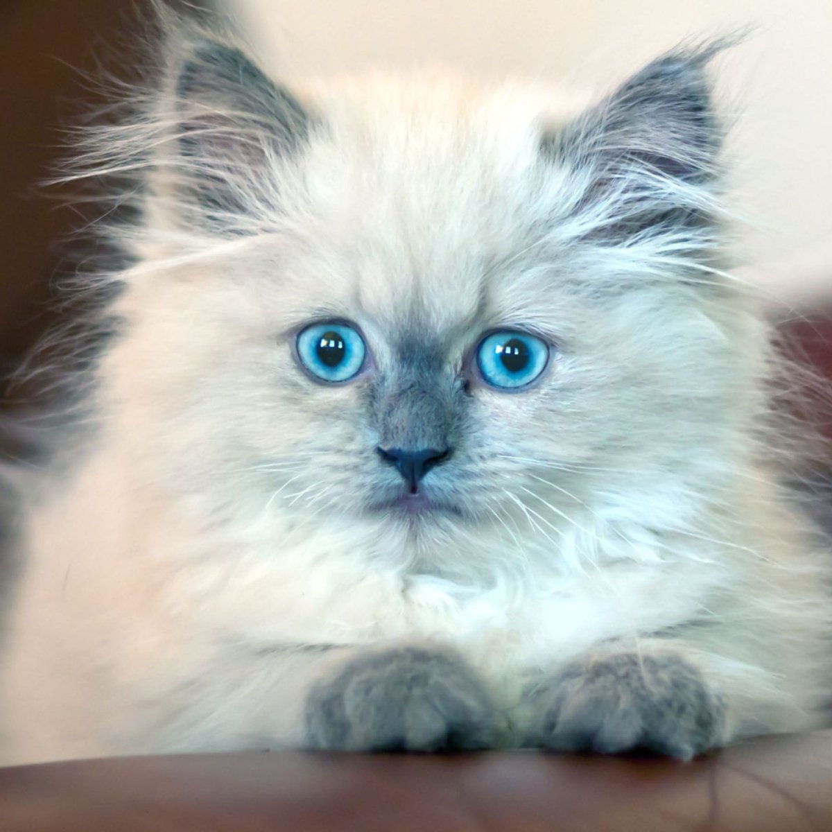 Котенок с голубыми глазами