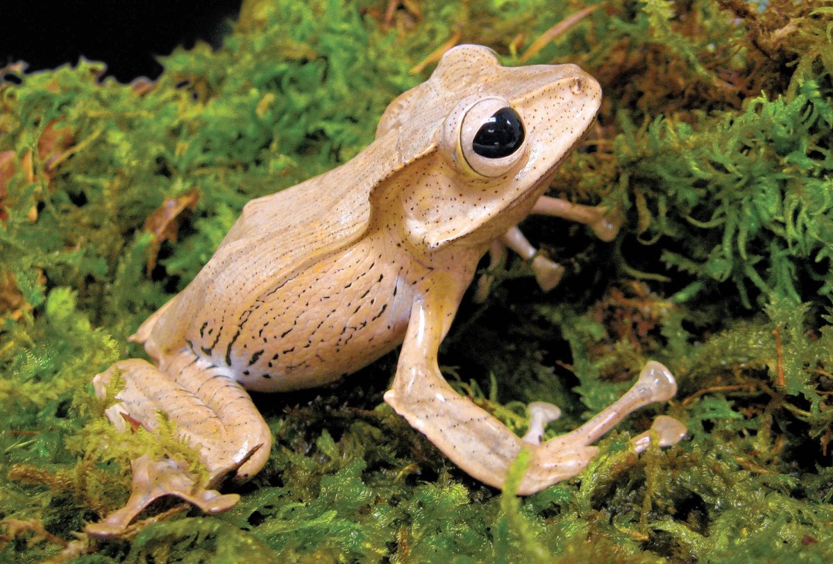 Чернолапый веслоног