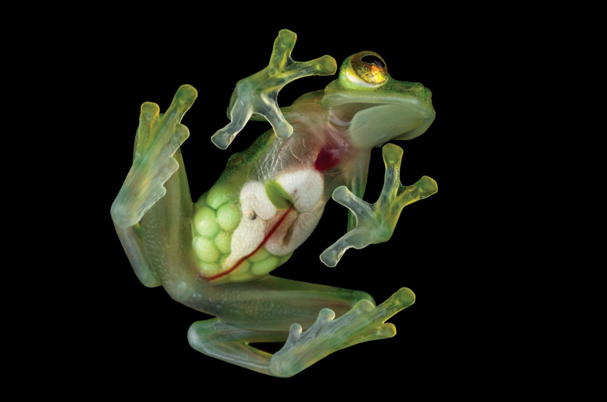 Стеклянная лягушка (Glass Frog)