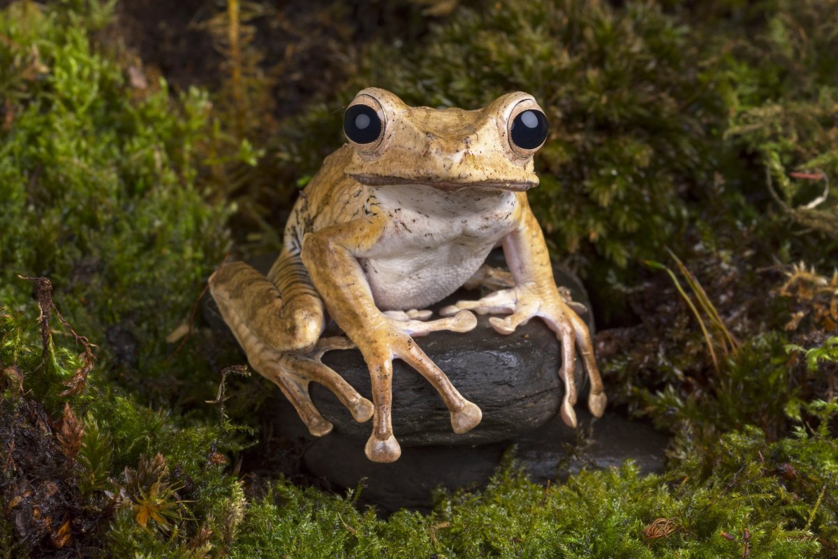 Лягушка костноголовый веслоног