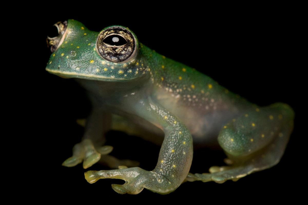 Лягушка крабоед