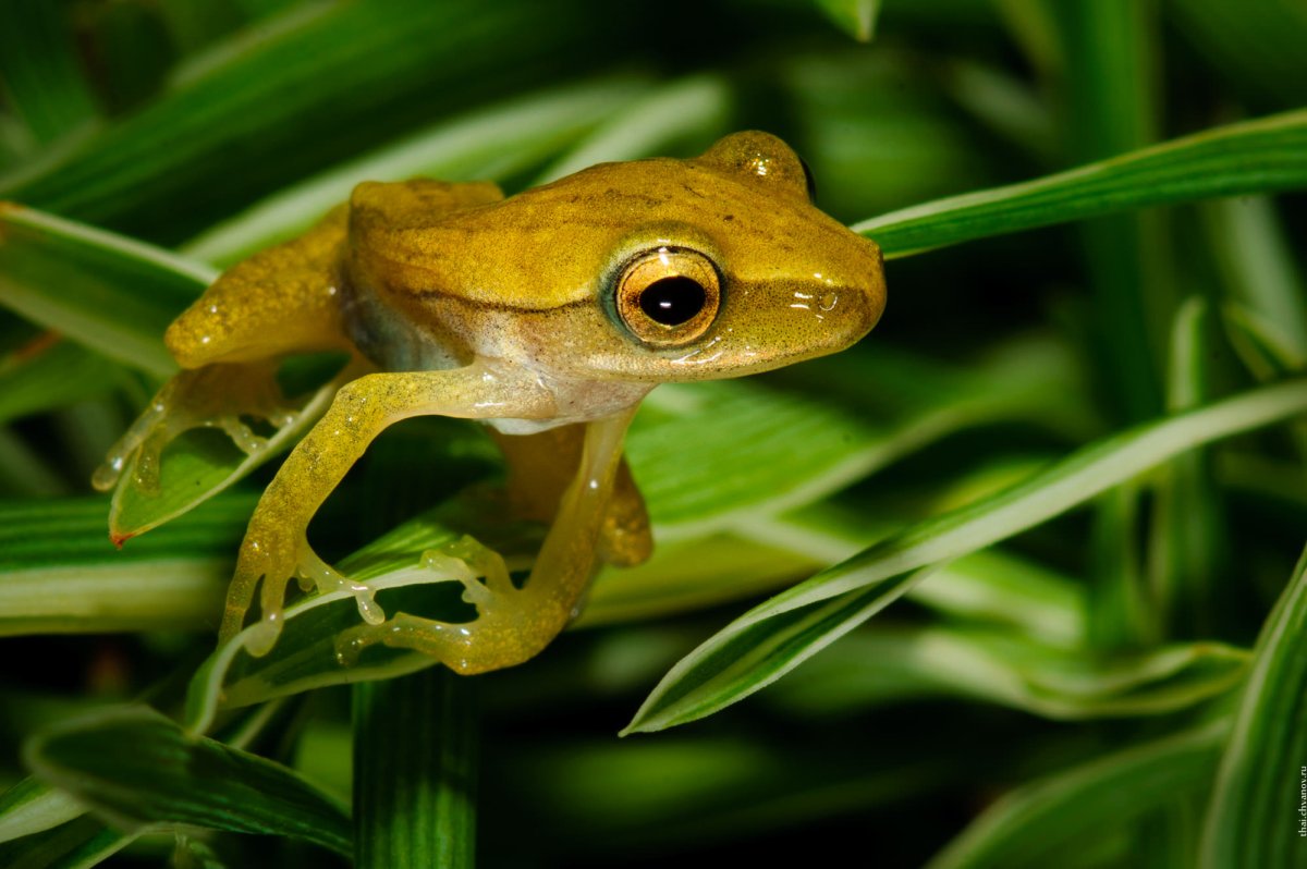 Золотистый древолаз