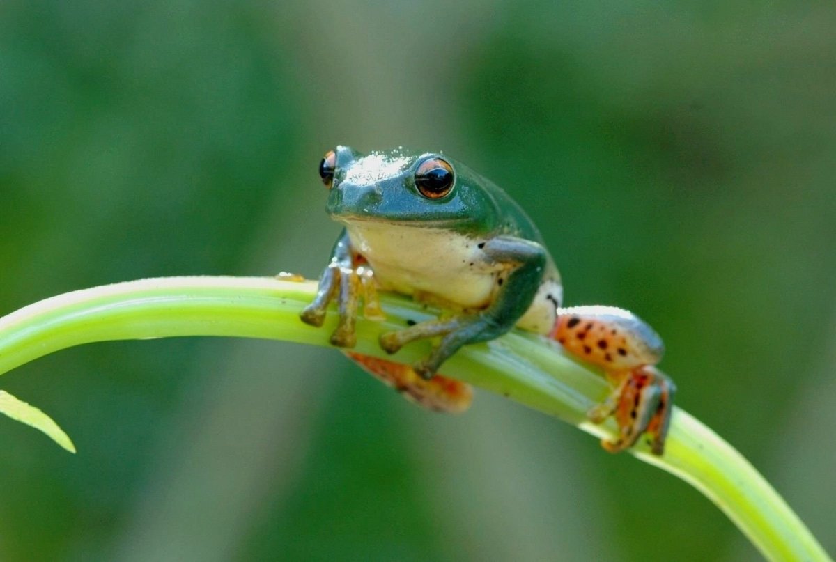 Съедобная лягушка