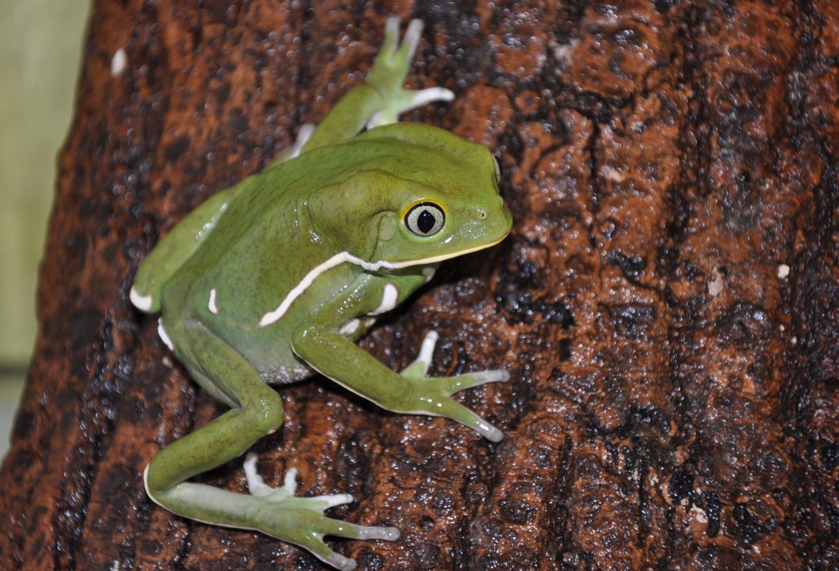 Лягушка Филломедуза