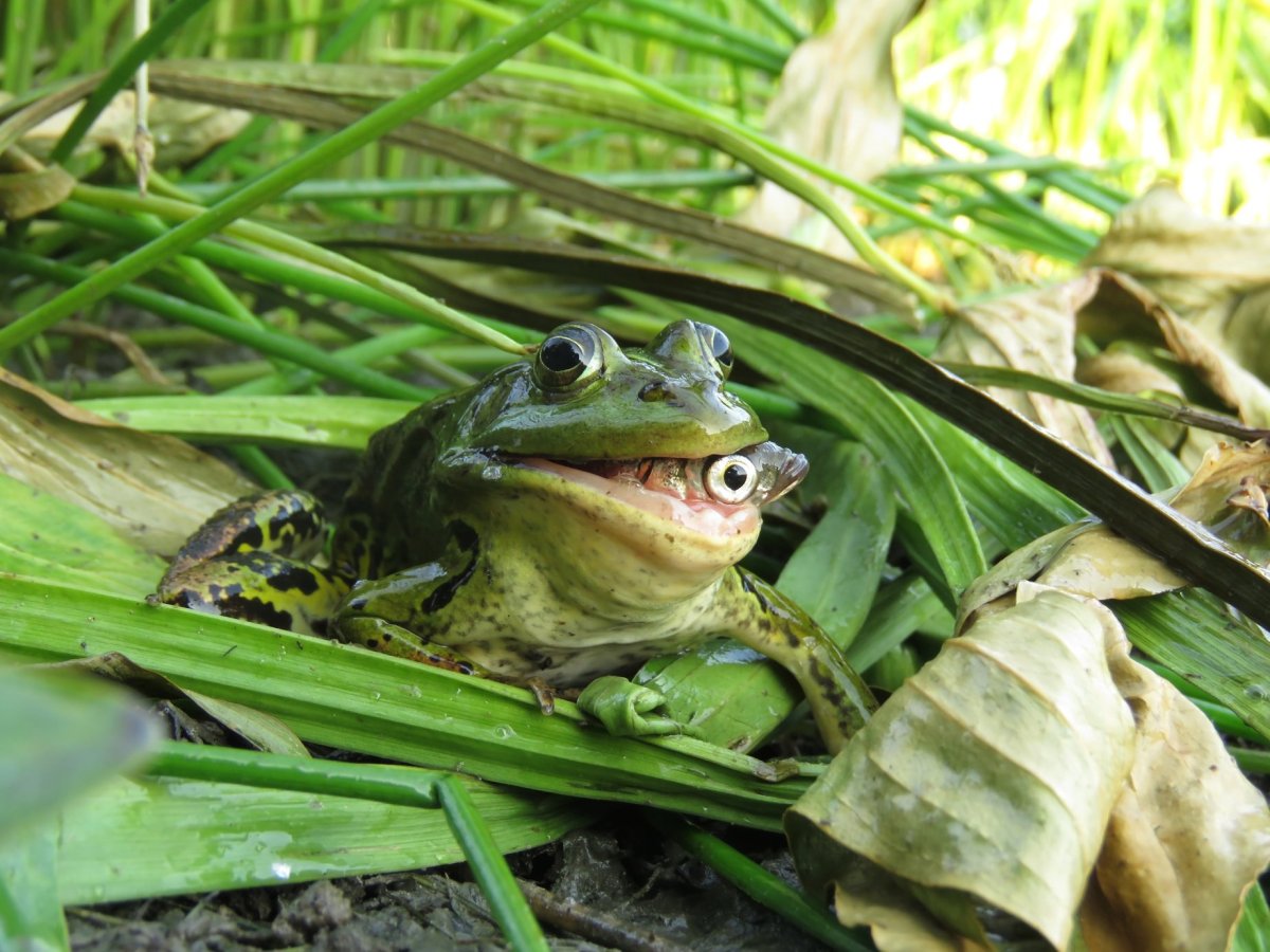 Лягушка крабоед