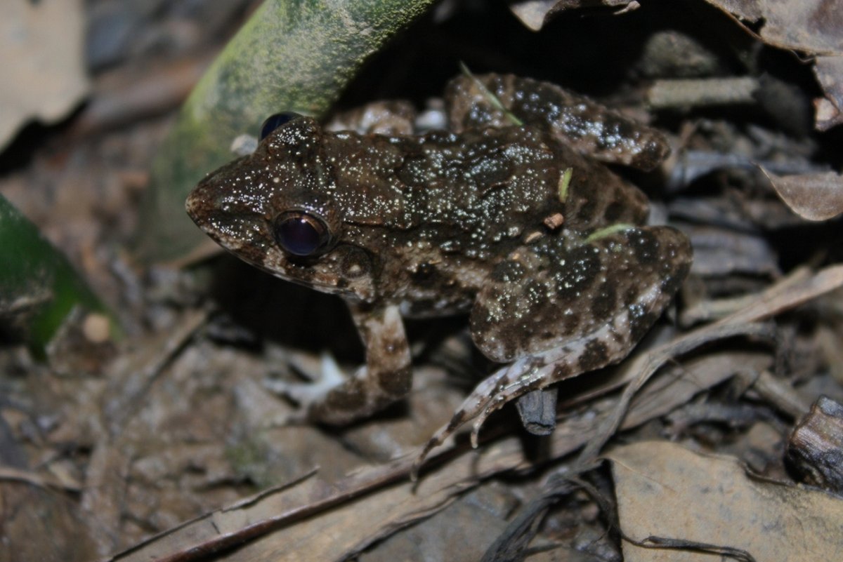 Fejervarya cancrivora