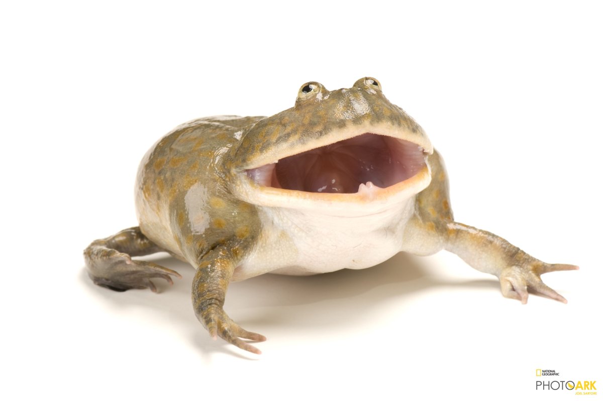 Lepidobatrachus laevis