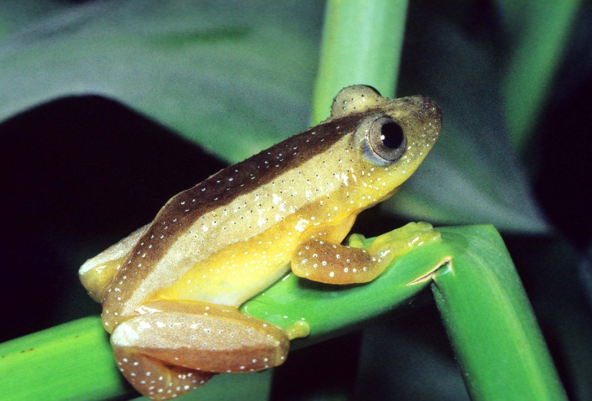 Лягушка древолаз золотой