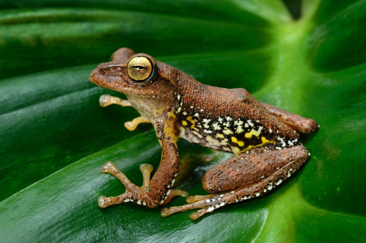 Кубинская квакша