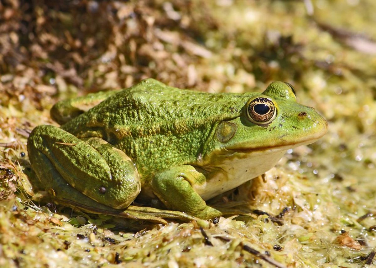 Pelophylax esculentus