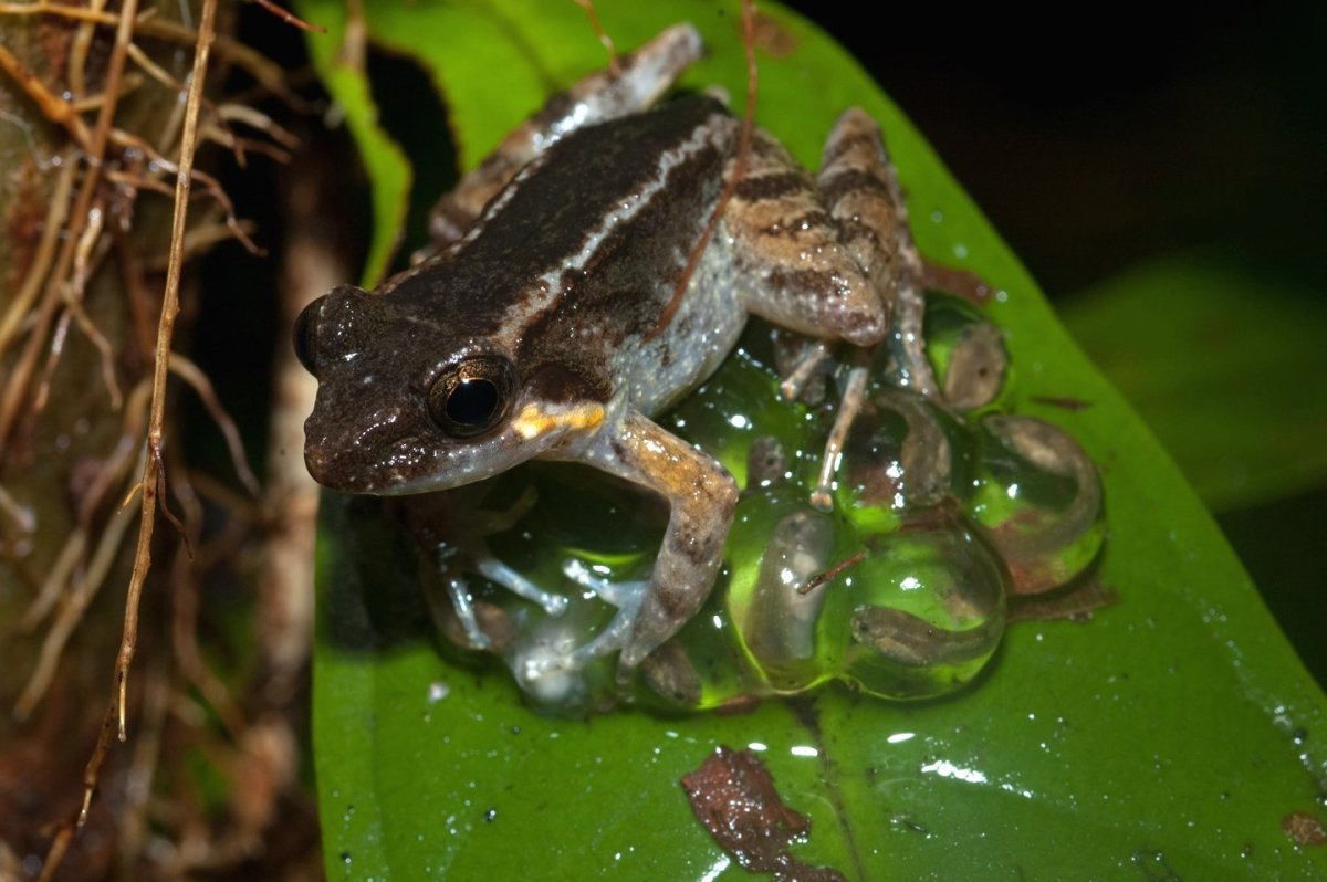 Шпорцевая квакша