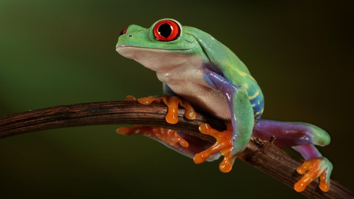 Лягушка крабоед