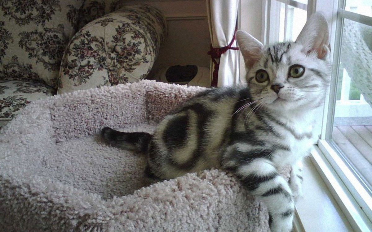 Американская короткошёрстная кошка порода кошек