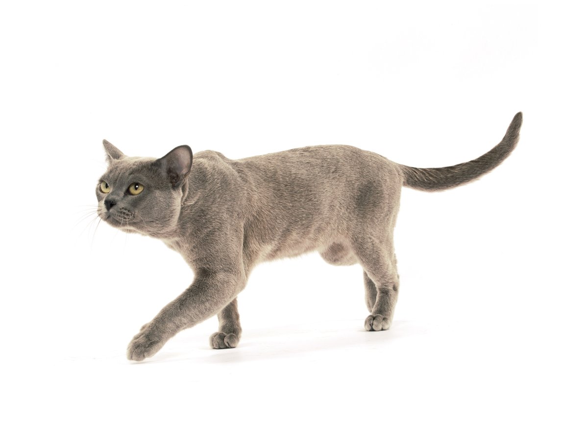 Бурмилла кошка