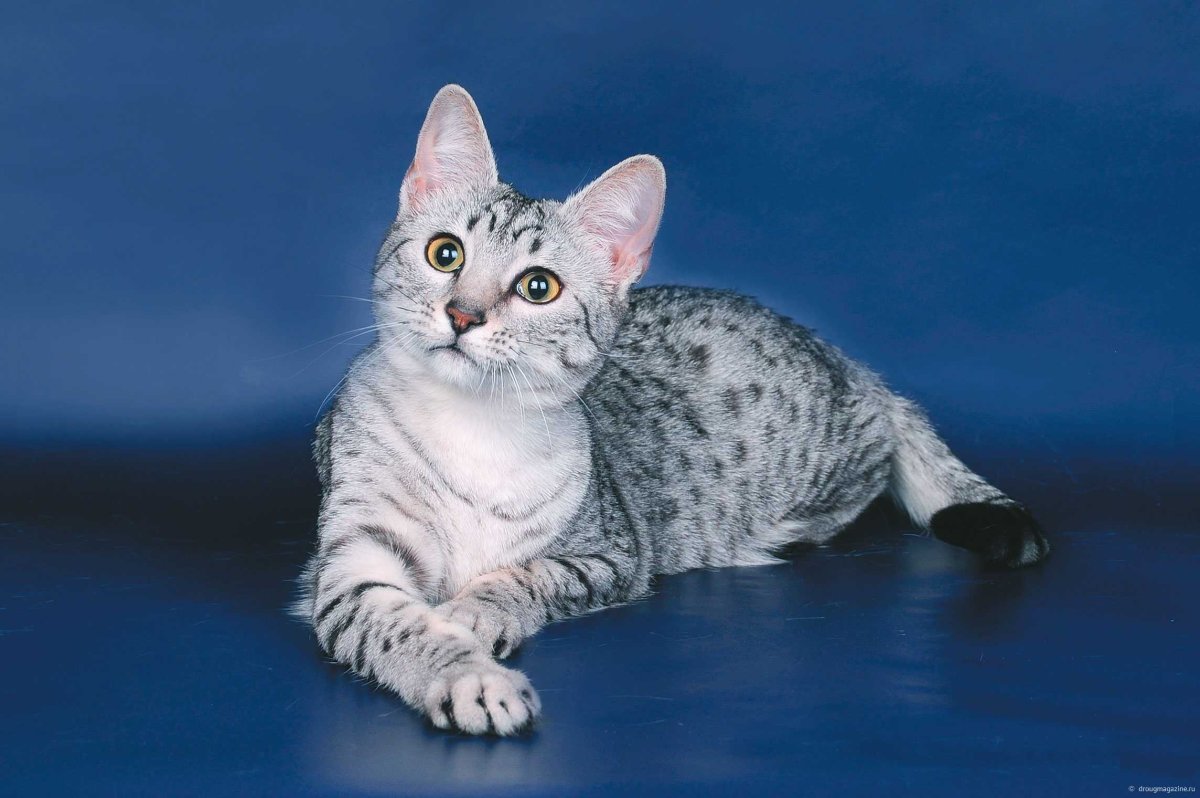 Египетская МАУ кошка