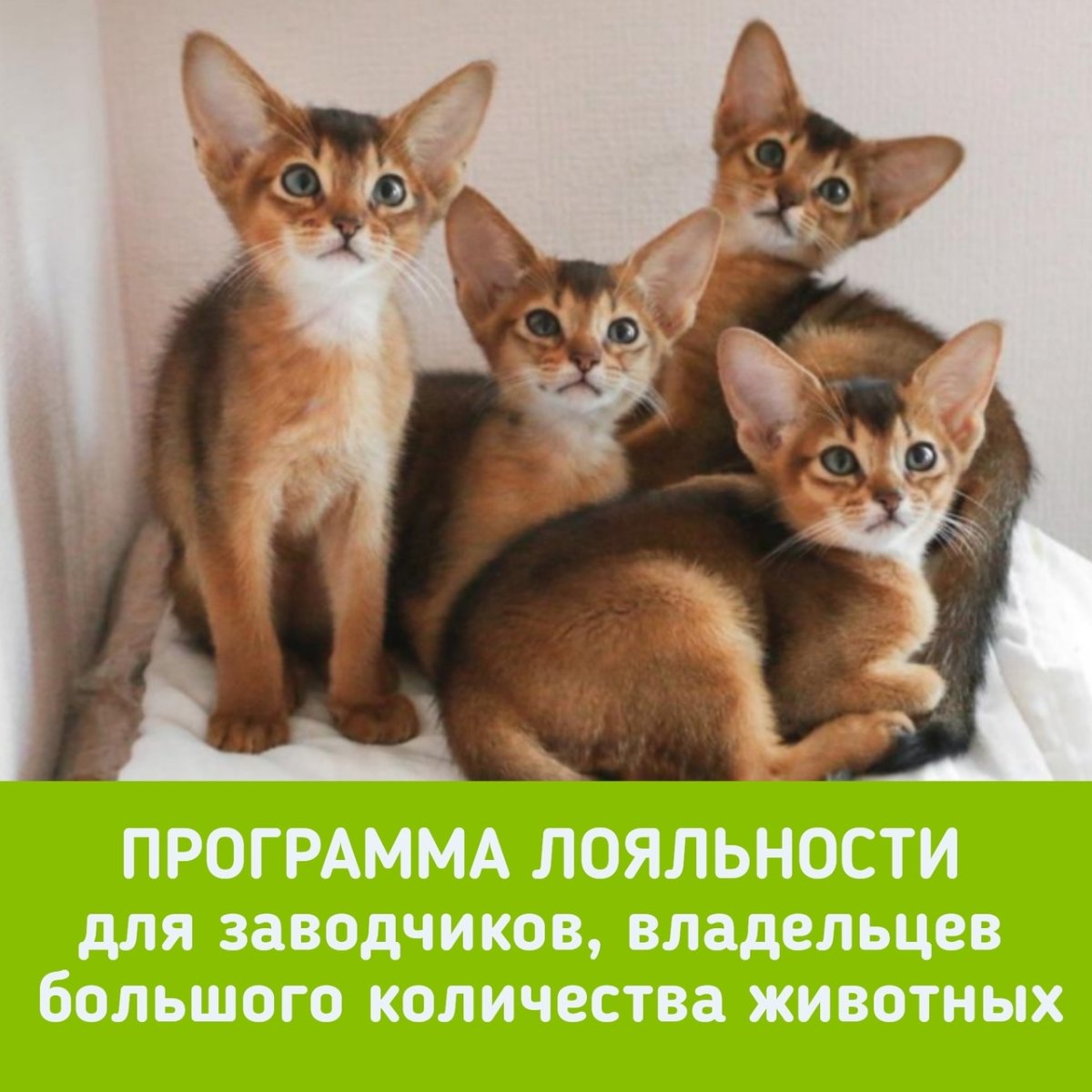 Породы кошек для детей и квартиры