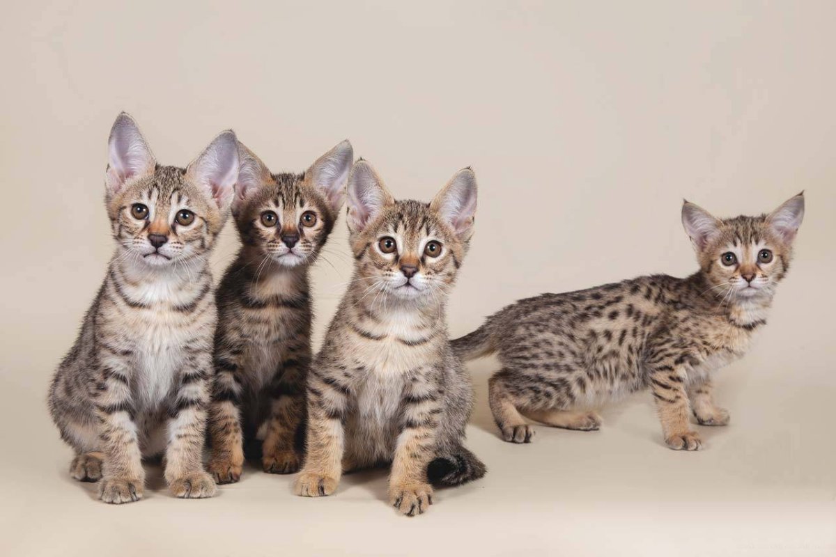 Саванна Ашера котенок