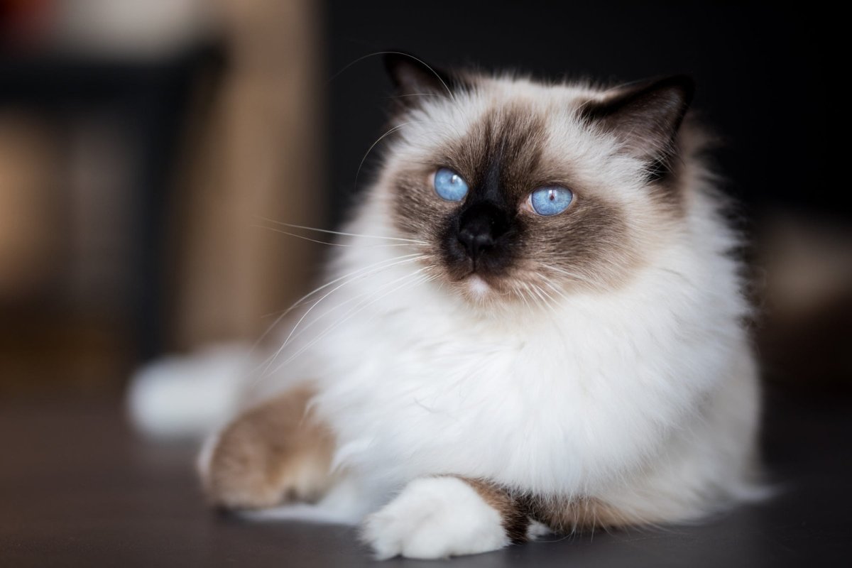 Бирманская кошка черепаховый окрас