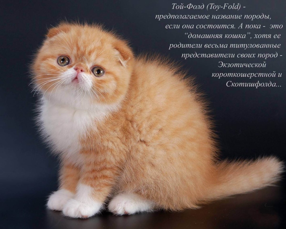 Вислоухий экзот Манчкин