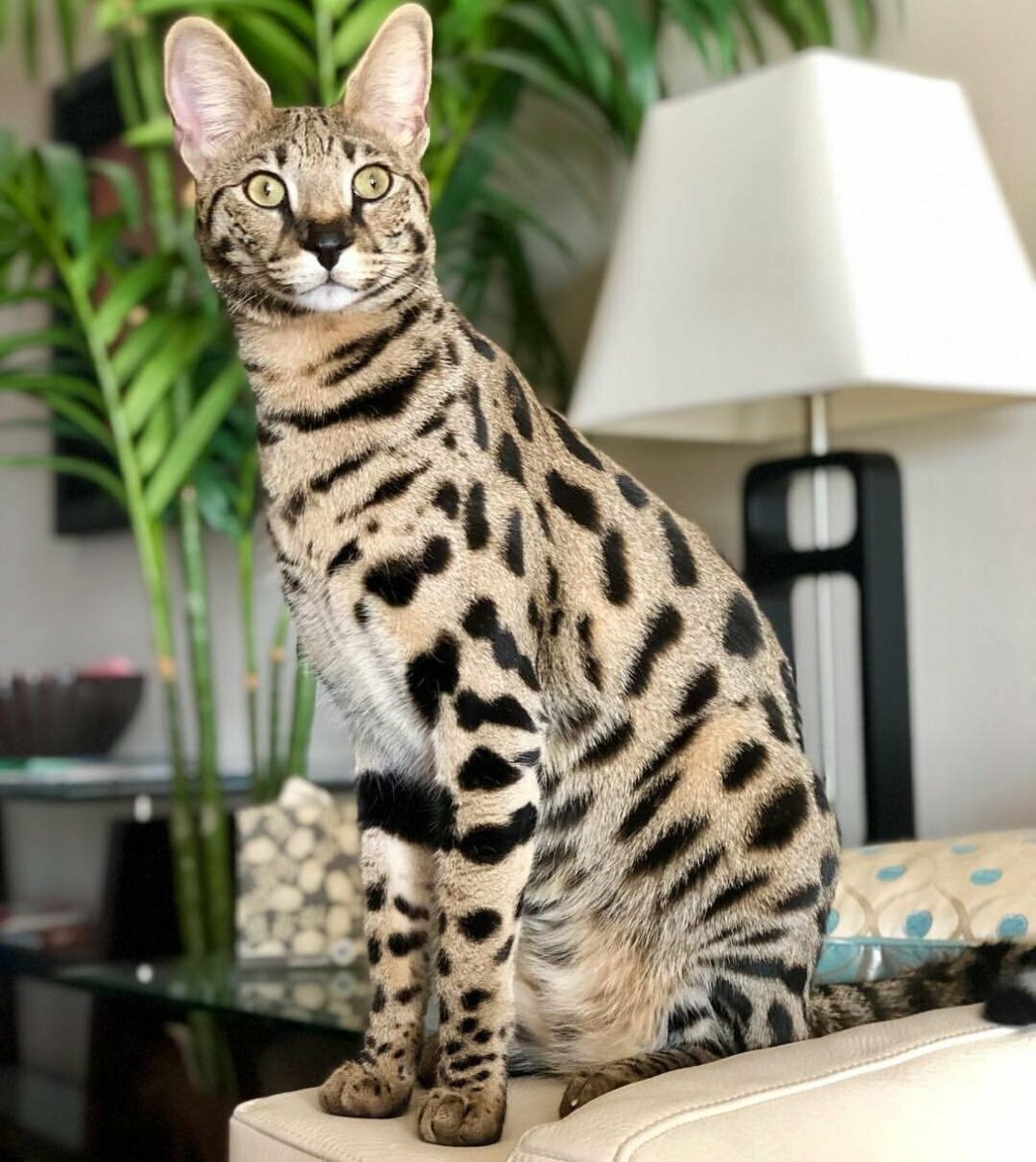 Сервал Ашера Саванна