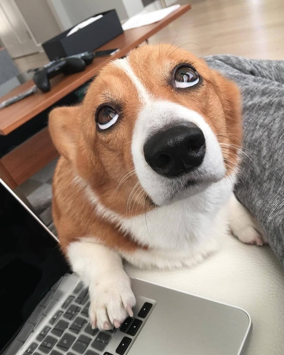 Удивленный корги