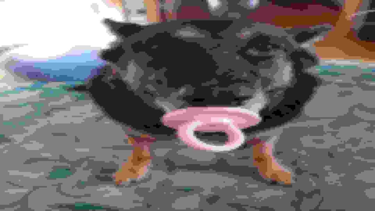 Собака с пустышкой