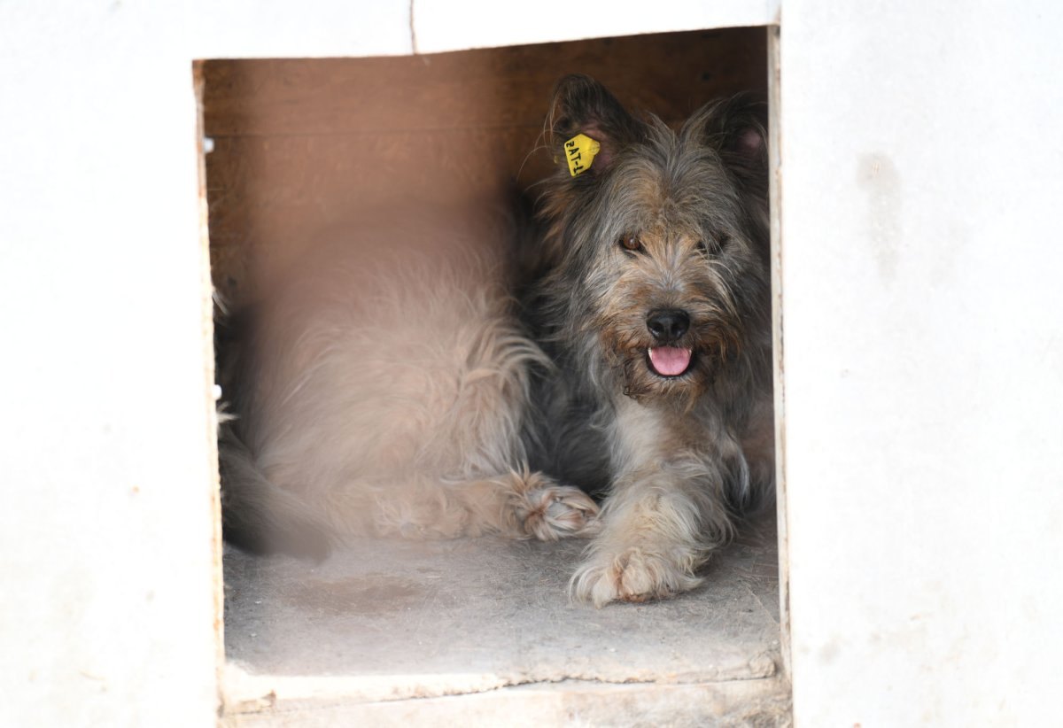 Собаки в приюте любимец