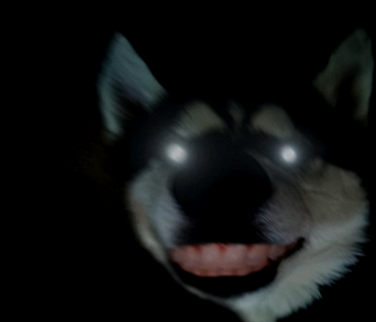 Крипипаста собака хаски