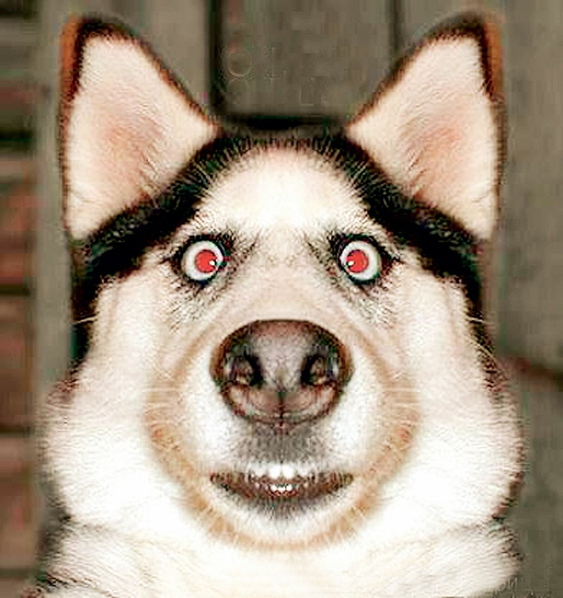 Собака улыбака