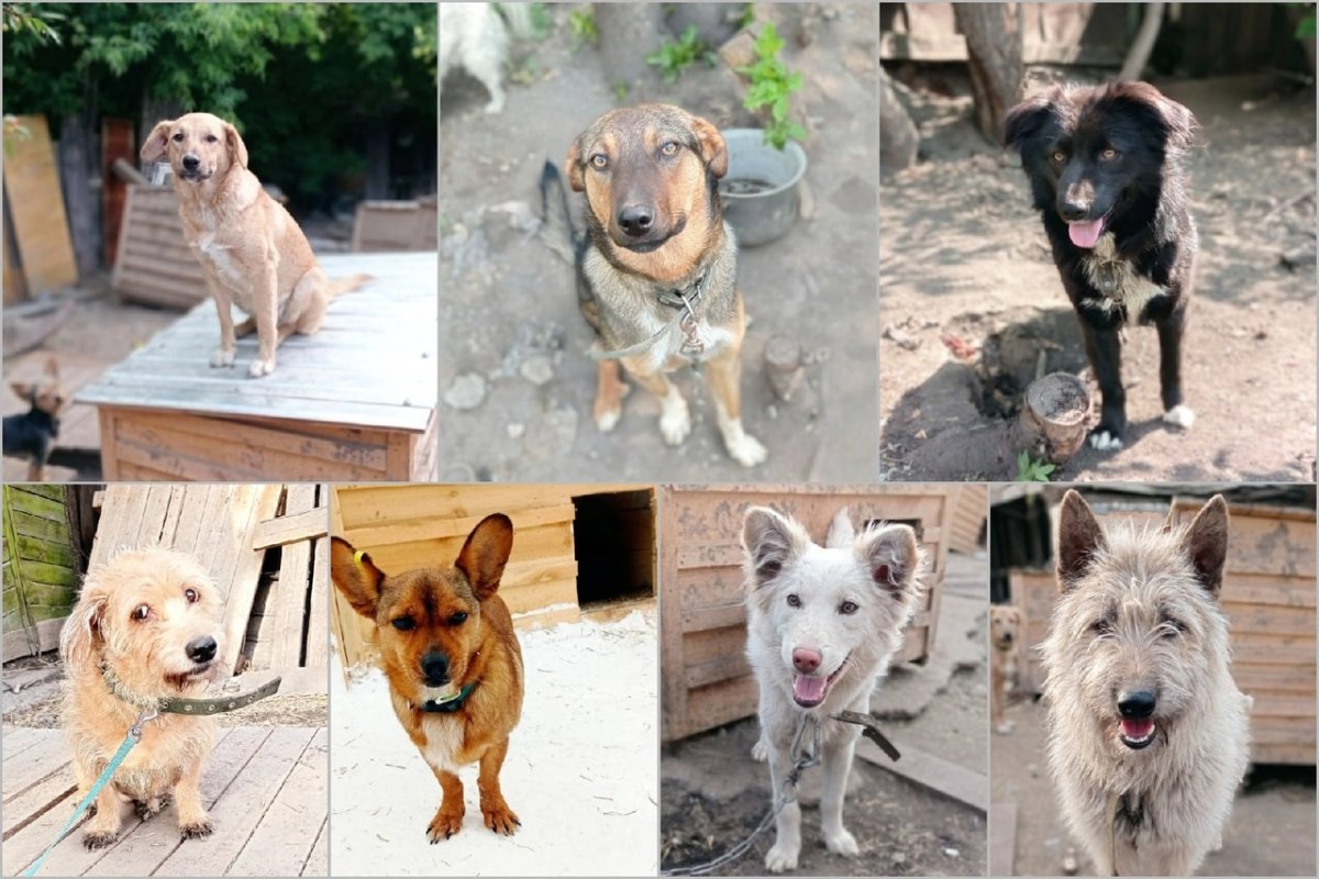 Порода дворянин