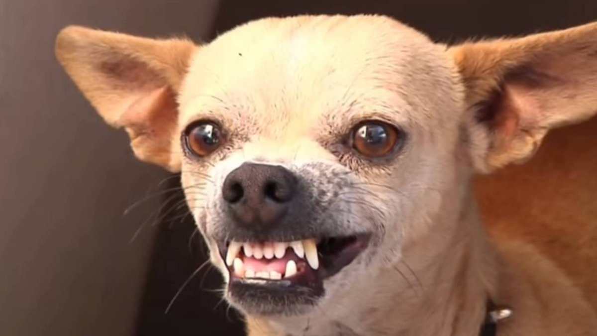 Чихуахуа мини злая