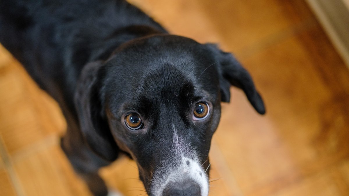 Собачки собачьей каток