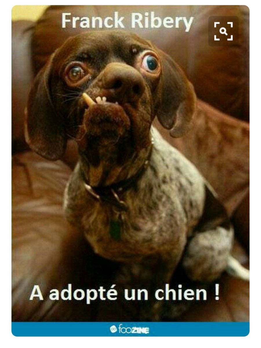 Собака Муся