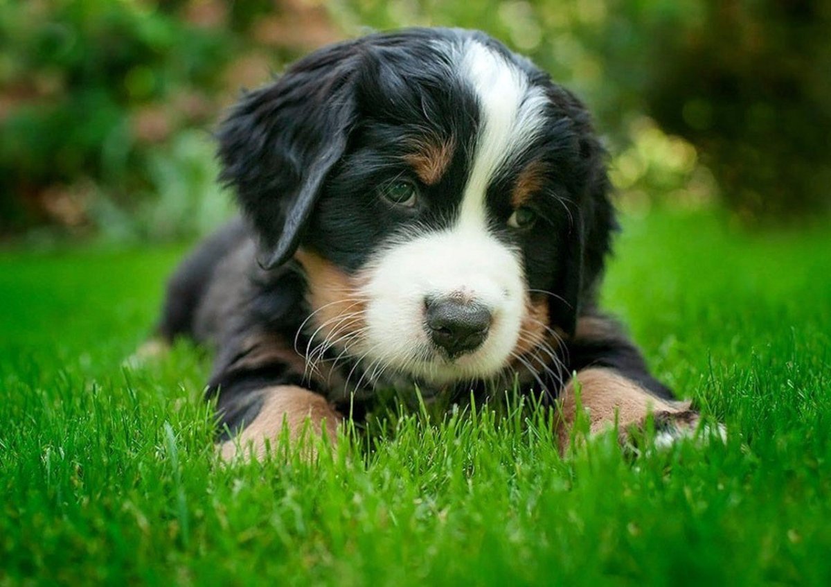 Бобик песик плюшевый