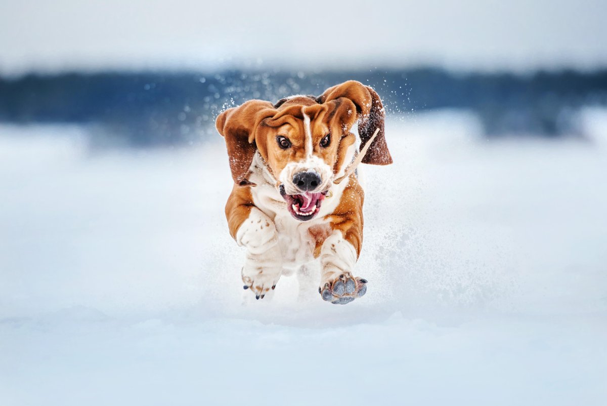 Бассет-хаунд зимой