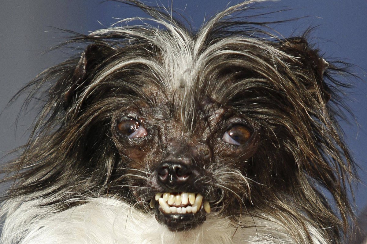 Китайская хохлатая уродливая