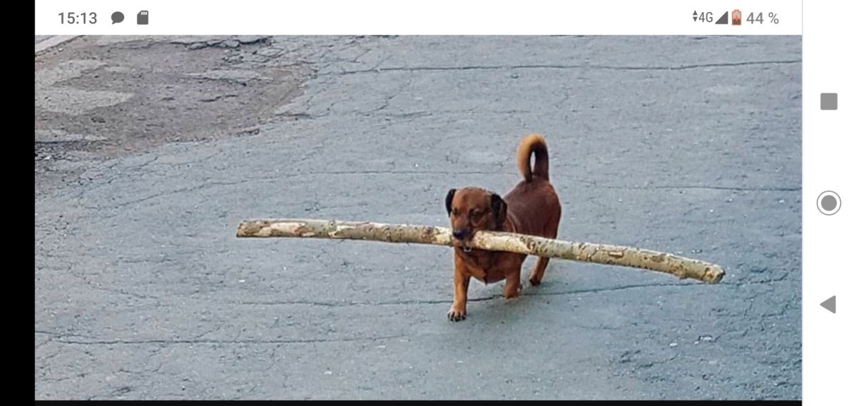 Собака с палкой в зубах