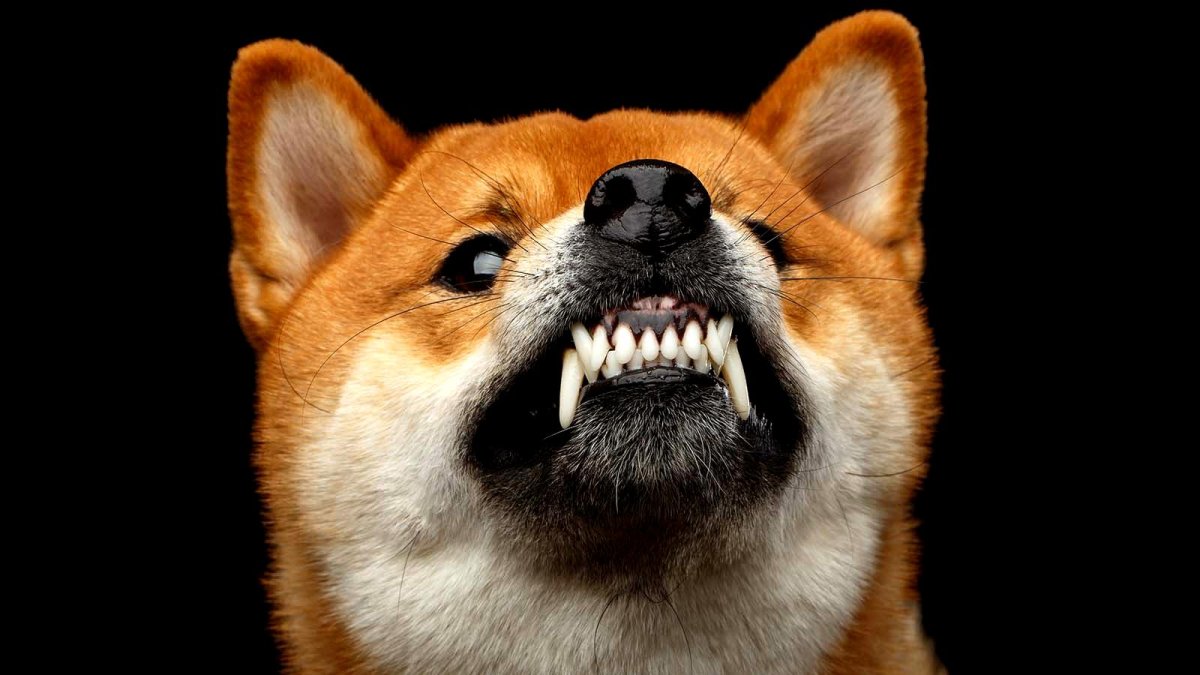 Шиба ину крипта