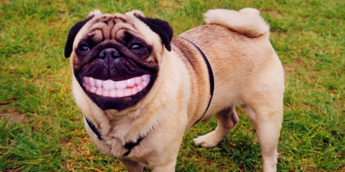 Мопс с улыбкой