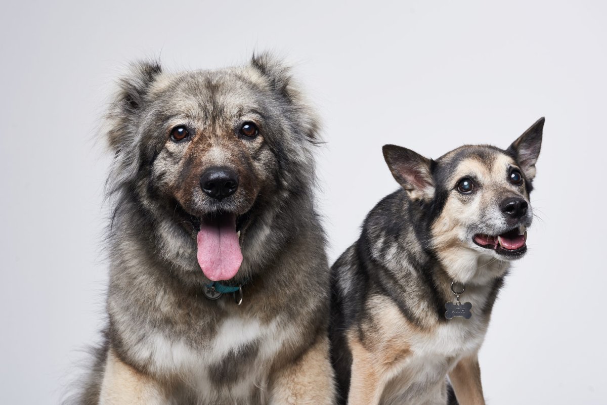 Бобик собака в Каспийске