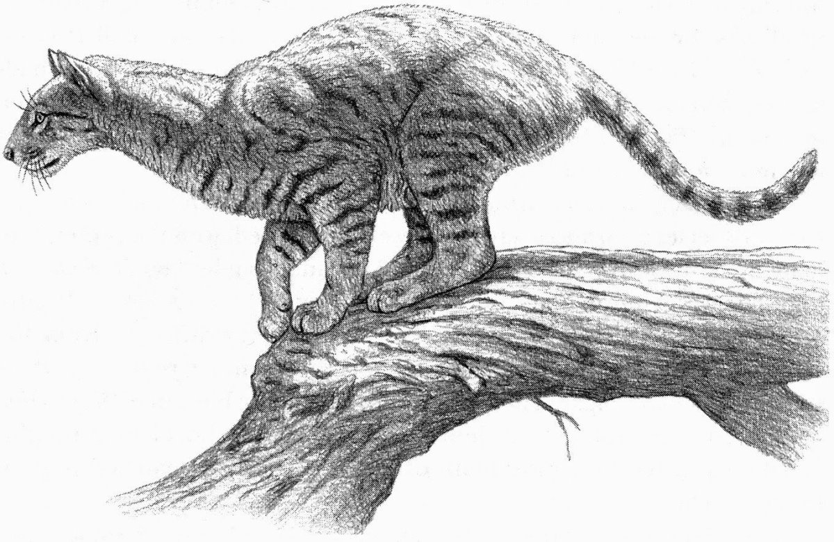 Proailurus lemanensis