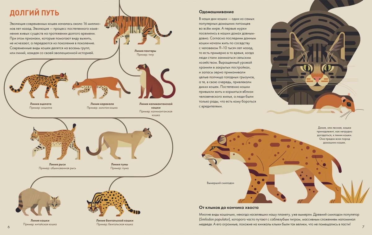 Эволюционное развитие кошки
